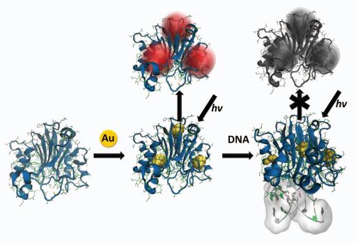 DNA-Au nanocluster